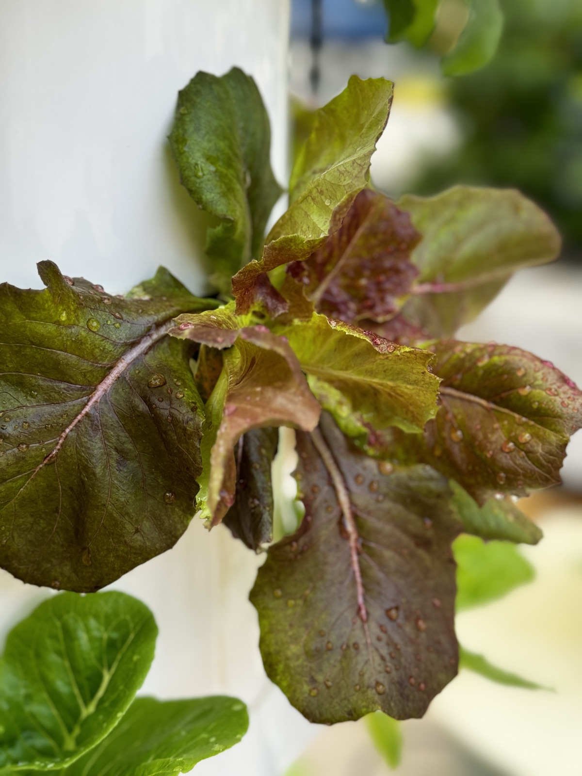 AgTech Lab / AgroBrain photo 191
