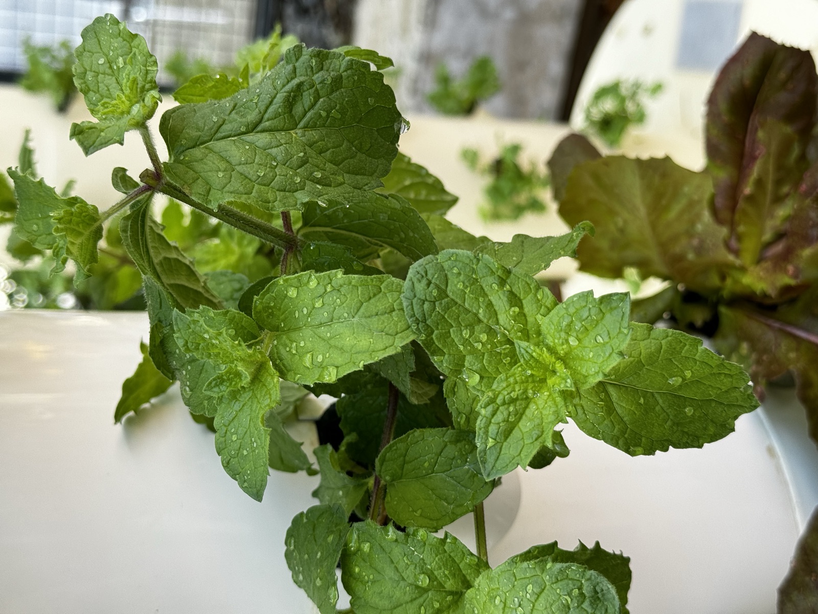 AgTech Lab / AgroBrain photo 193