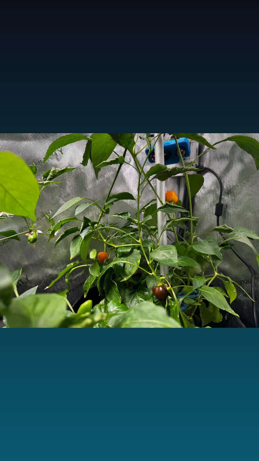 AgTech Lab / AgroBrain photo 22