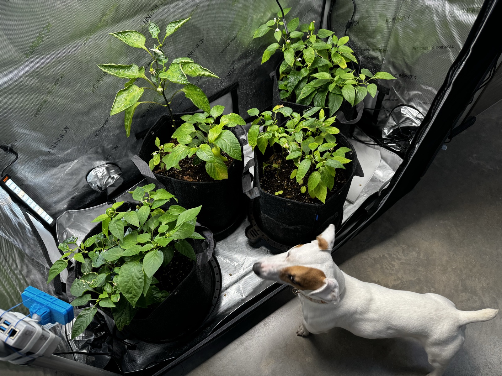 AgTech Lab / AgroBrain photo 252
