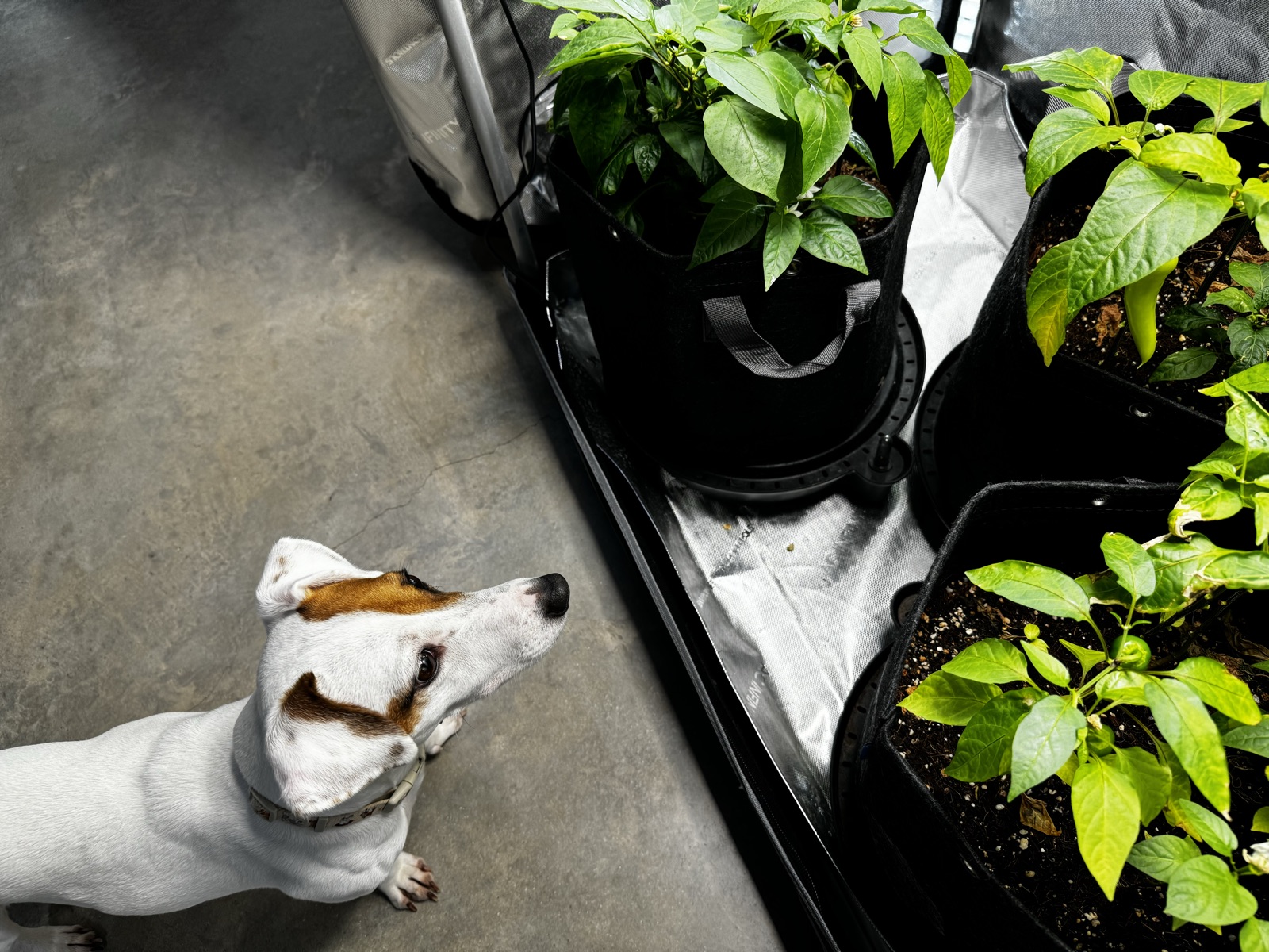 AgTech Lab / AgroBrain photo 254
