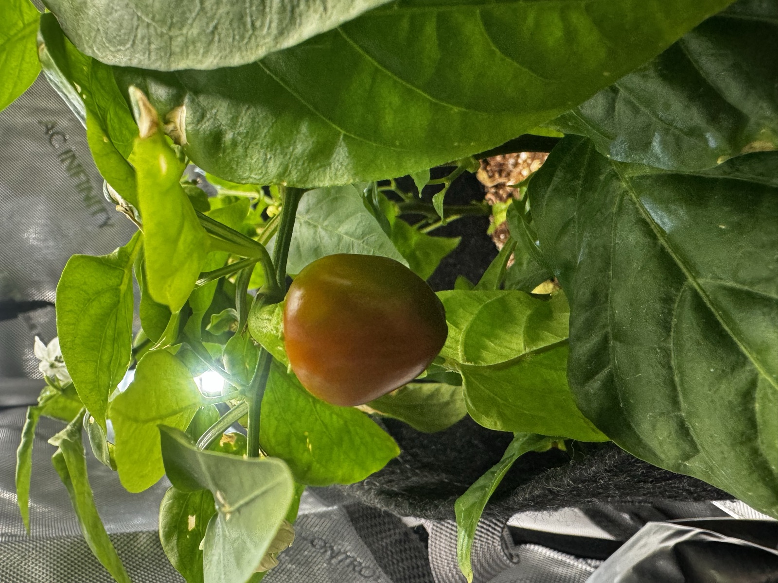 AgTech Lab / AgroBrain photo 270