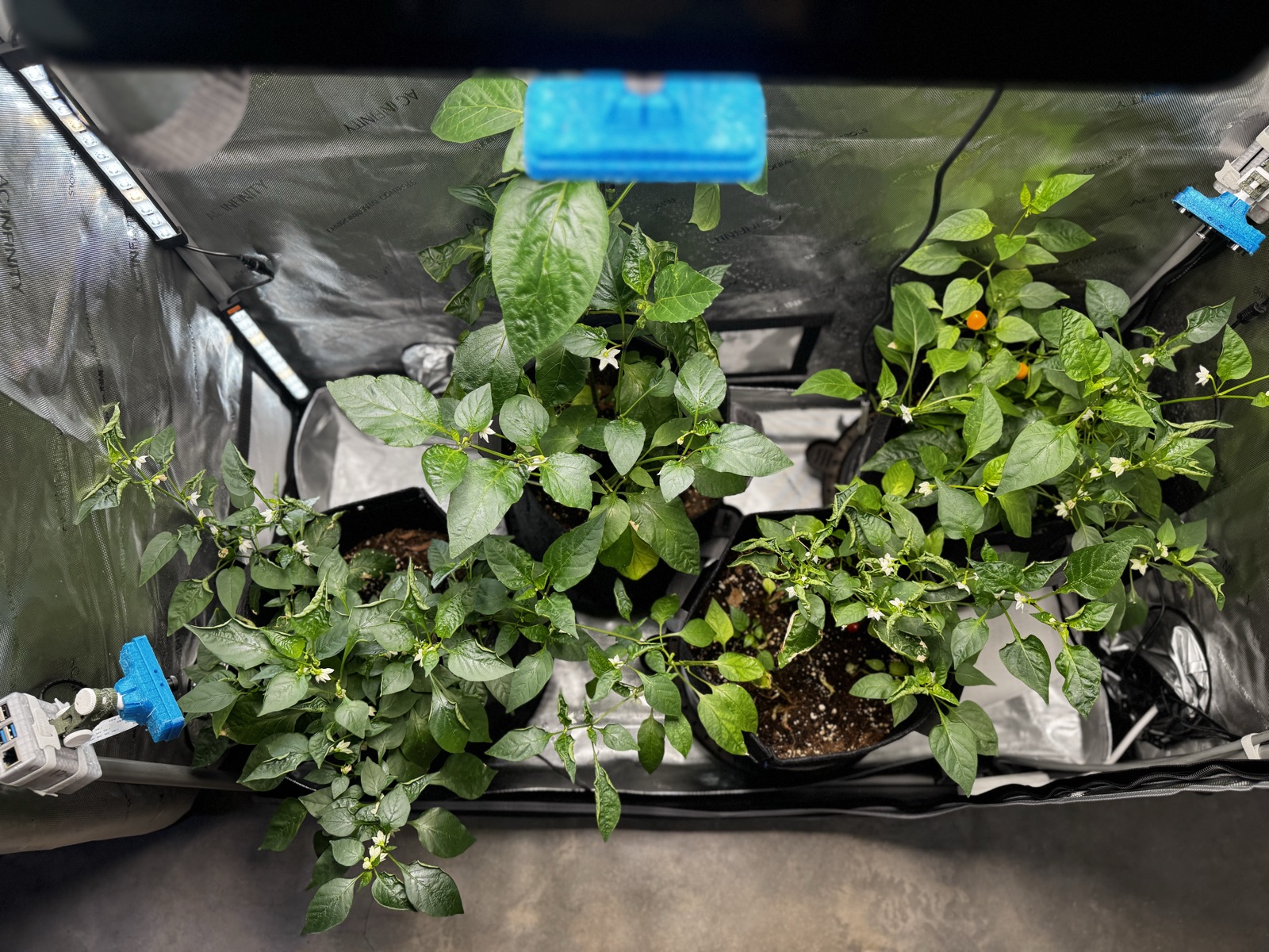 AgTech Lab / AgroBrain photo 286