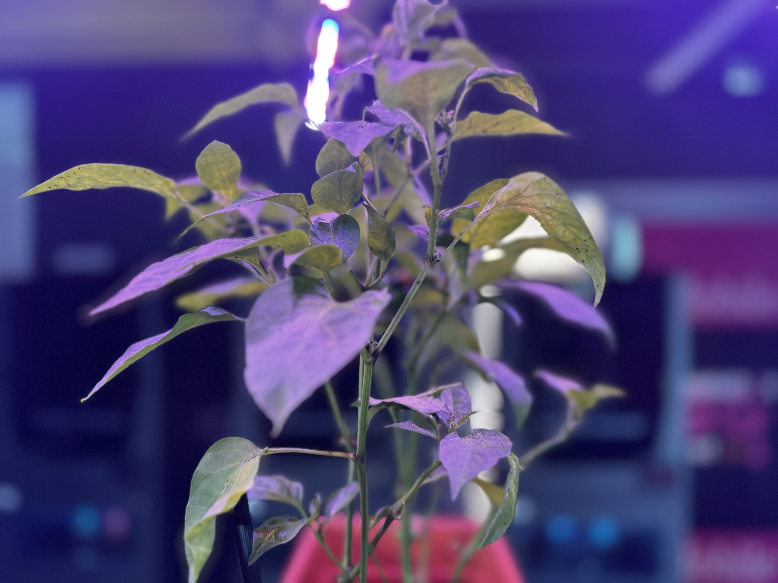 AgTech Lab / AgroBrain photo 300