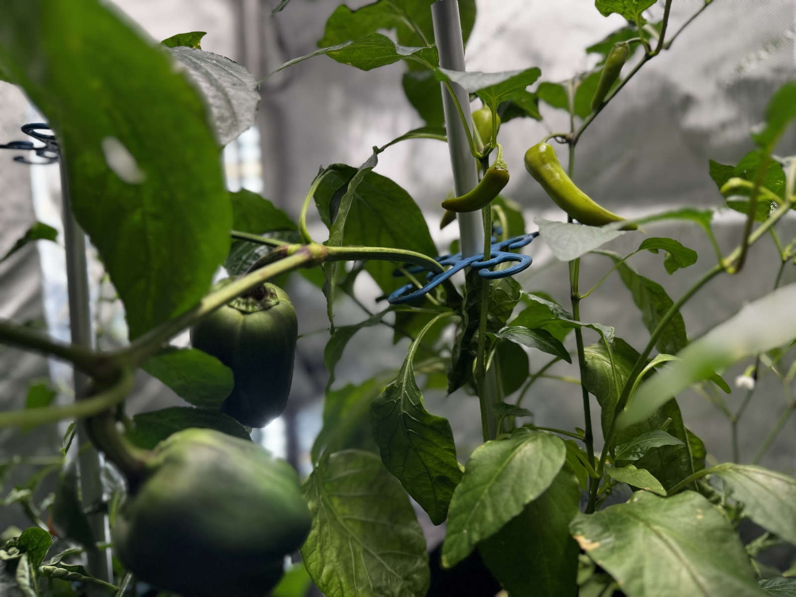 AgTech Lab / AgroBrain photo 301