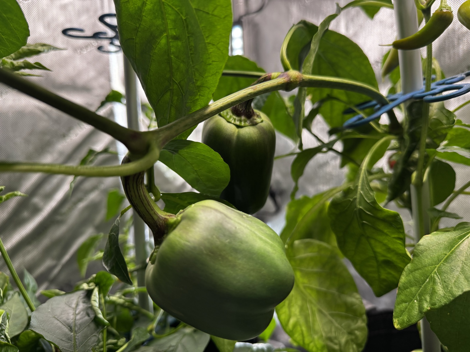 AgTech Lab / AgroBrain photo 303