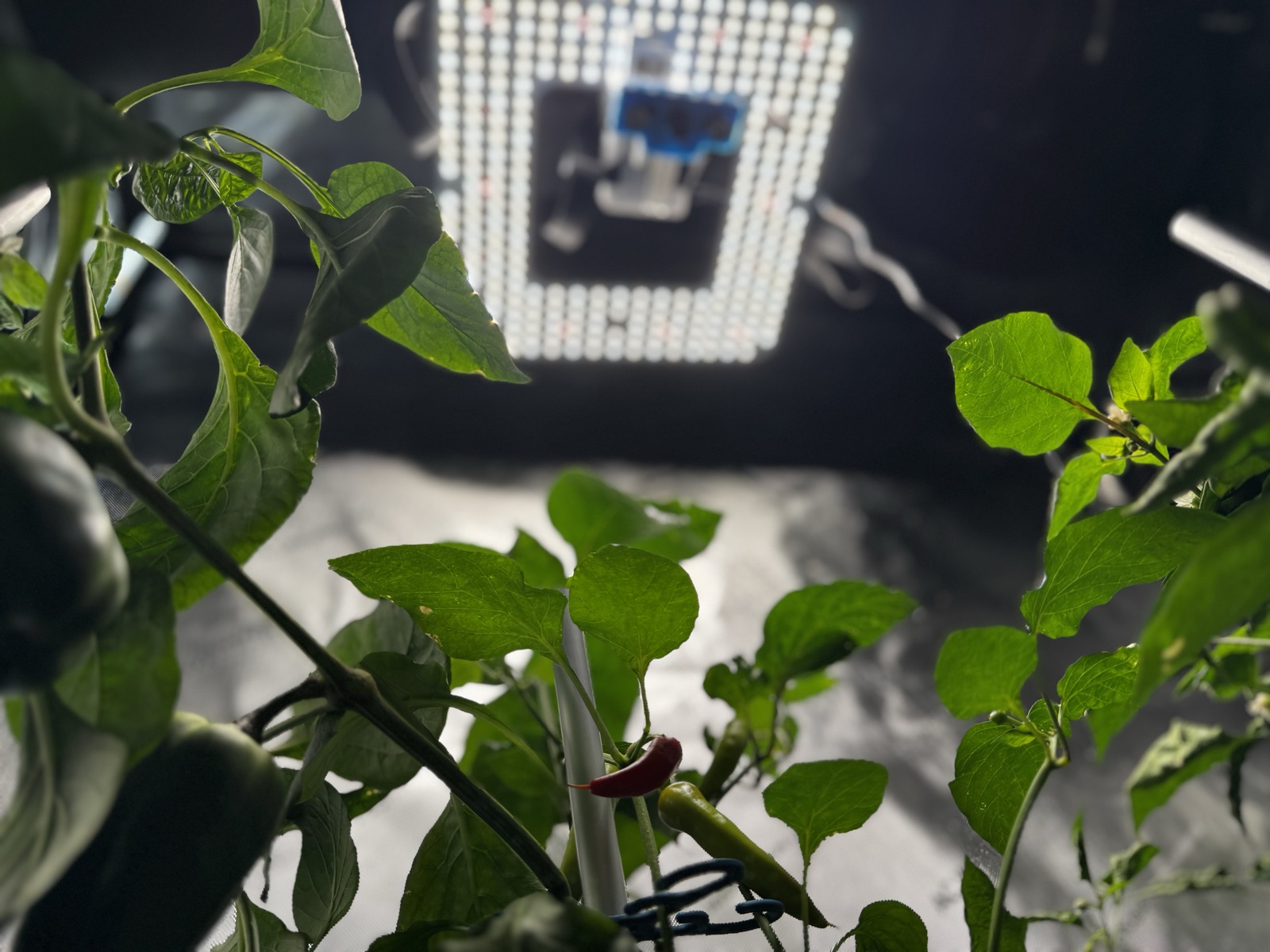 AgTech Lab / AgroBrain photo 305