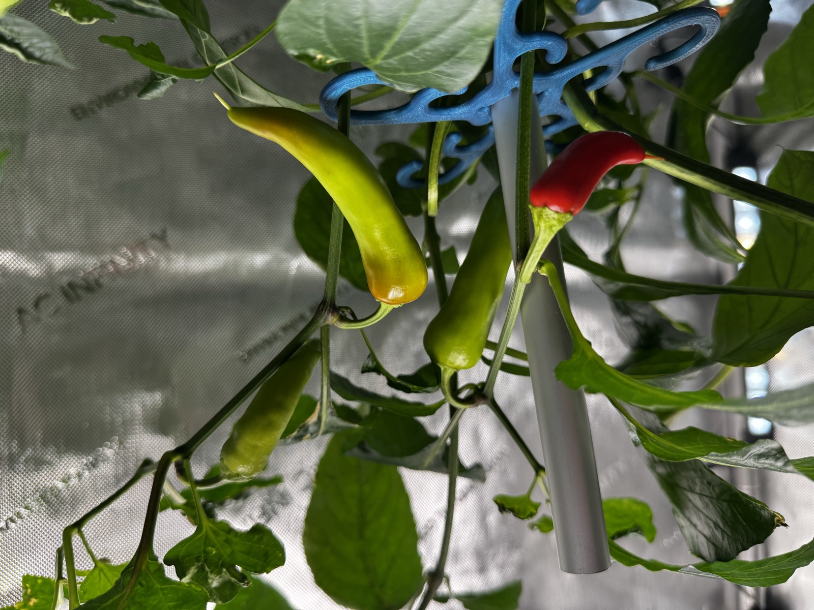 AgTech Lab / AgroBrain photo 308