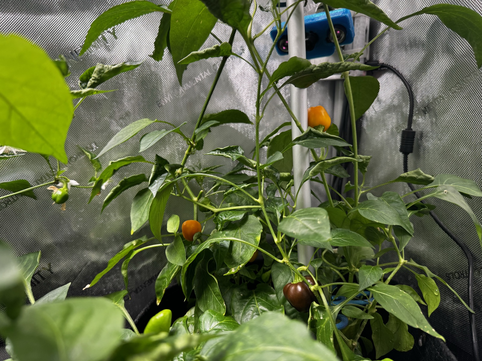 AgTech Lab / AgroBrain photo 319