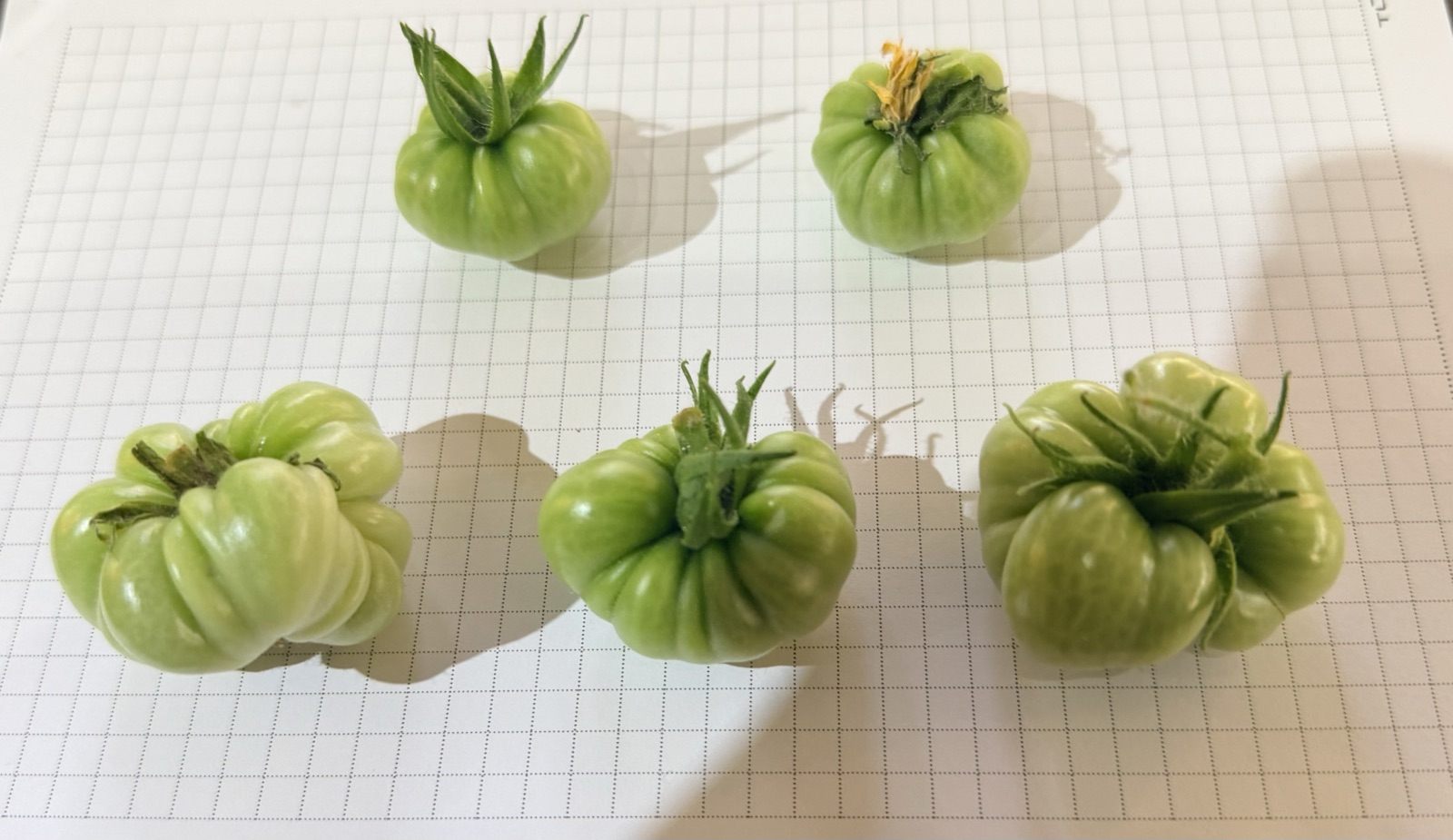 AgTech Lab / AgroBrain photo 373