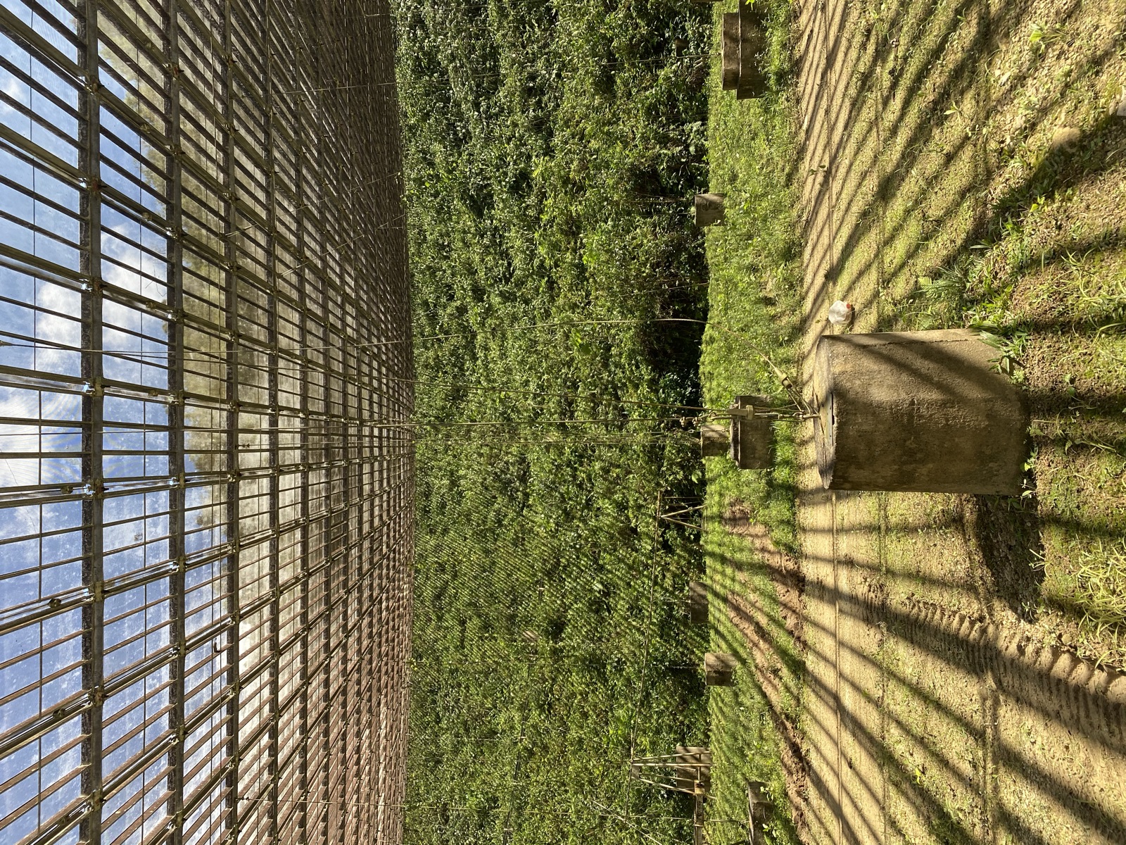 Arecibo Observatory photo 22