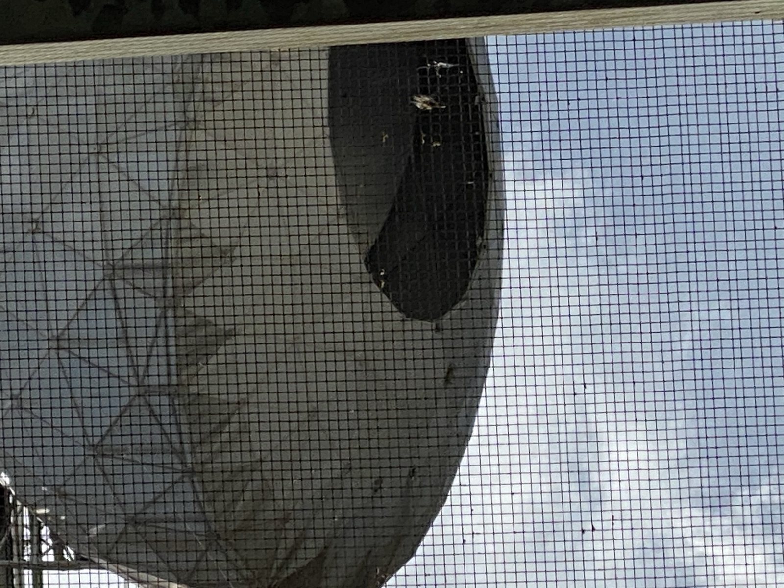 Arecibo Observatory photo 98