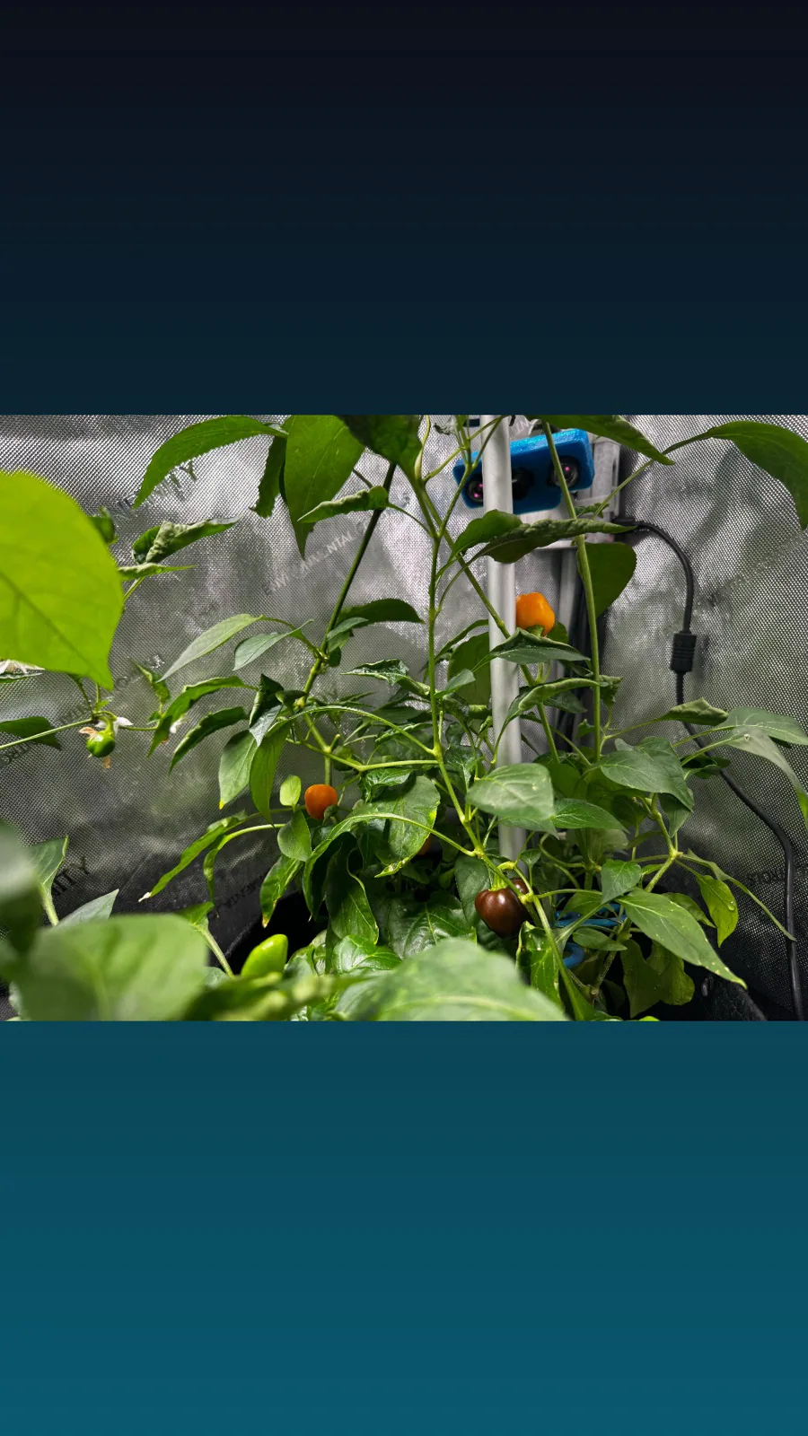 AgTech Lab / AgroBrain photo 20
