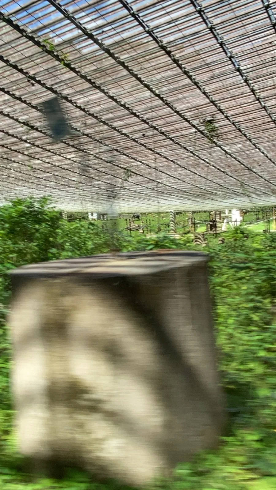 Arecibo Observatory photo 13