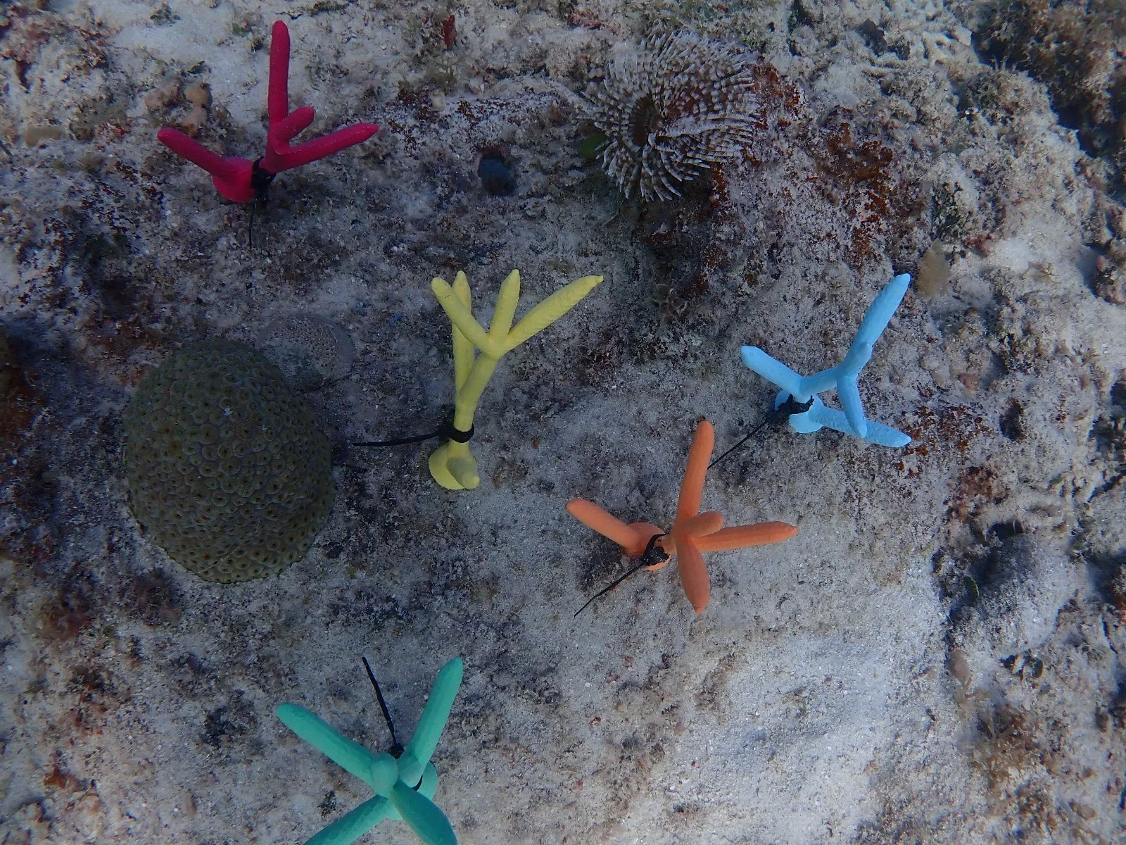 Reef 3D Project photo 10