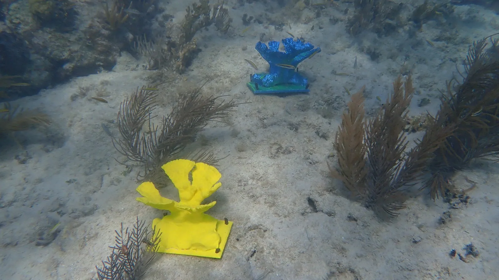 Reef 3D Project photo 11