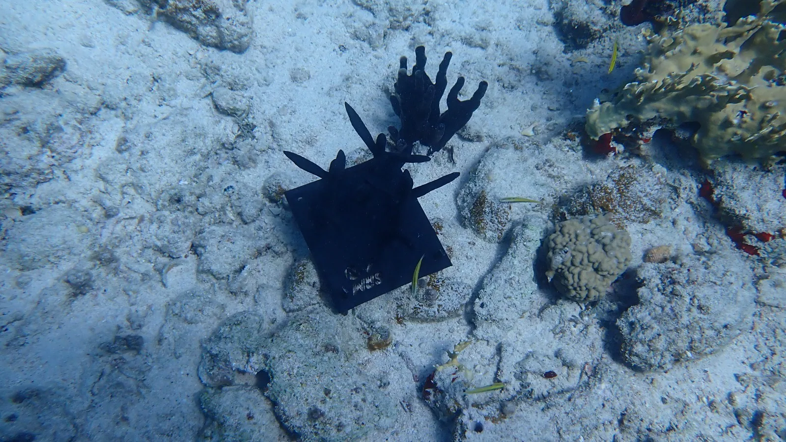 Reef 3D Project photo 13