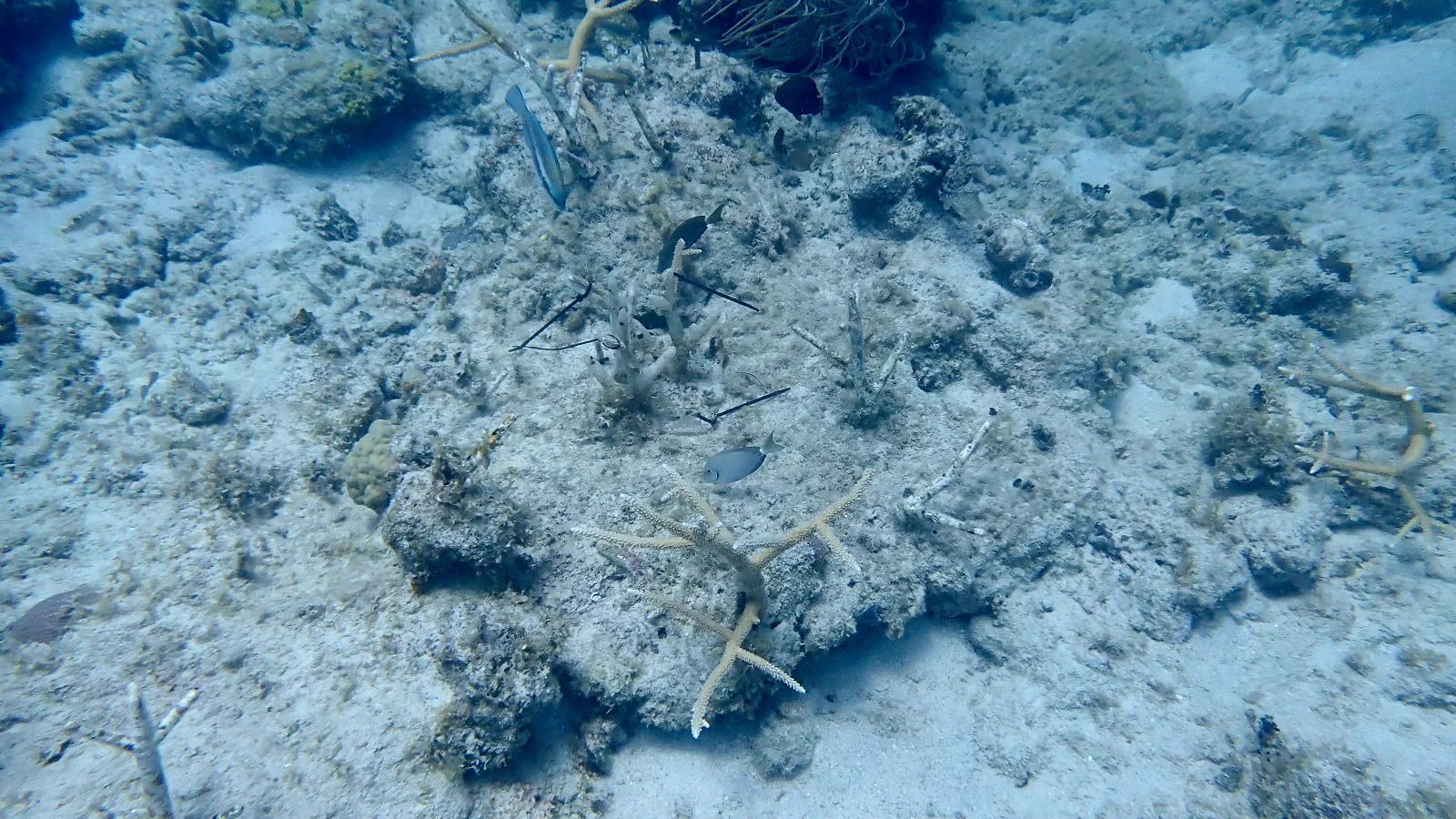 Reef 3D Project photo 14