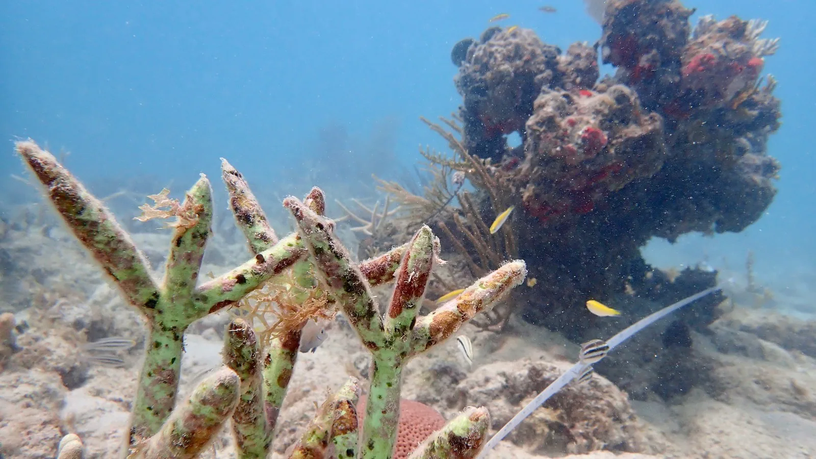Reef 3D Project photo 15