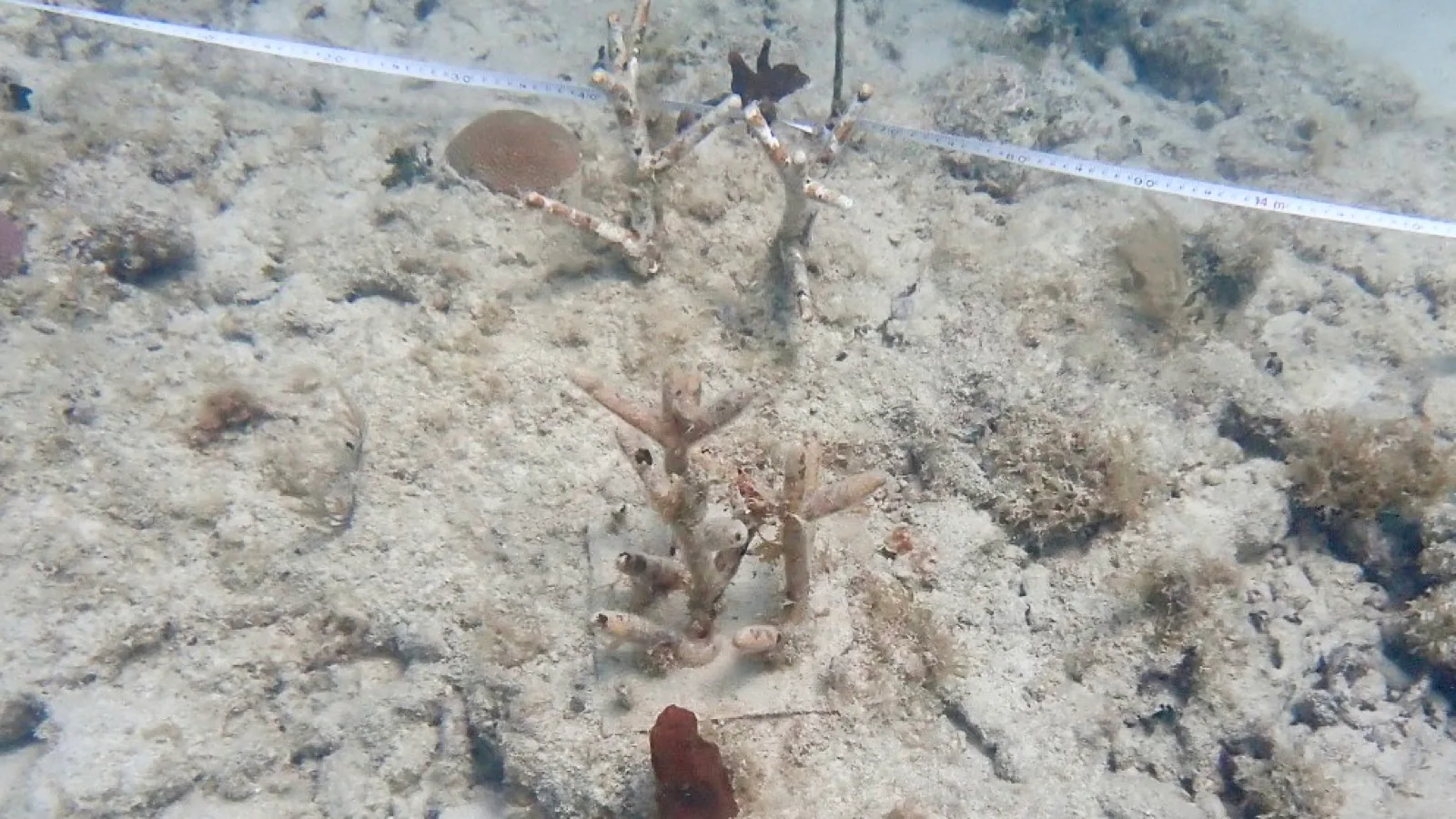 Reef 3D Project photo 16