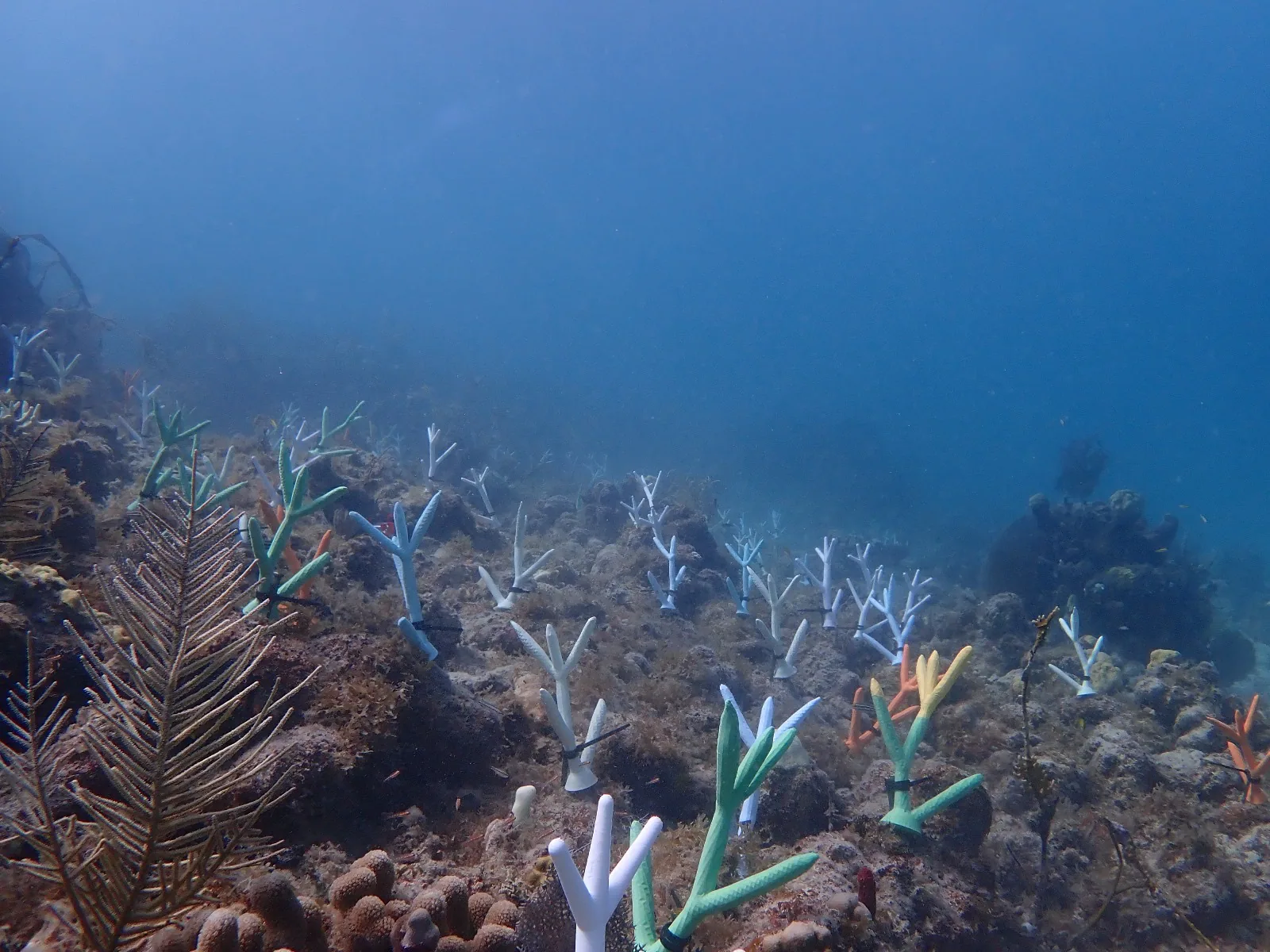 Reef 3D Project photo 17
