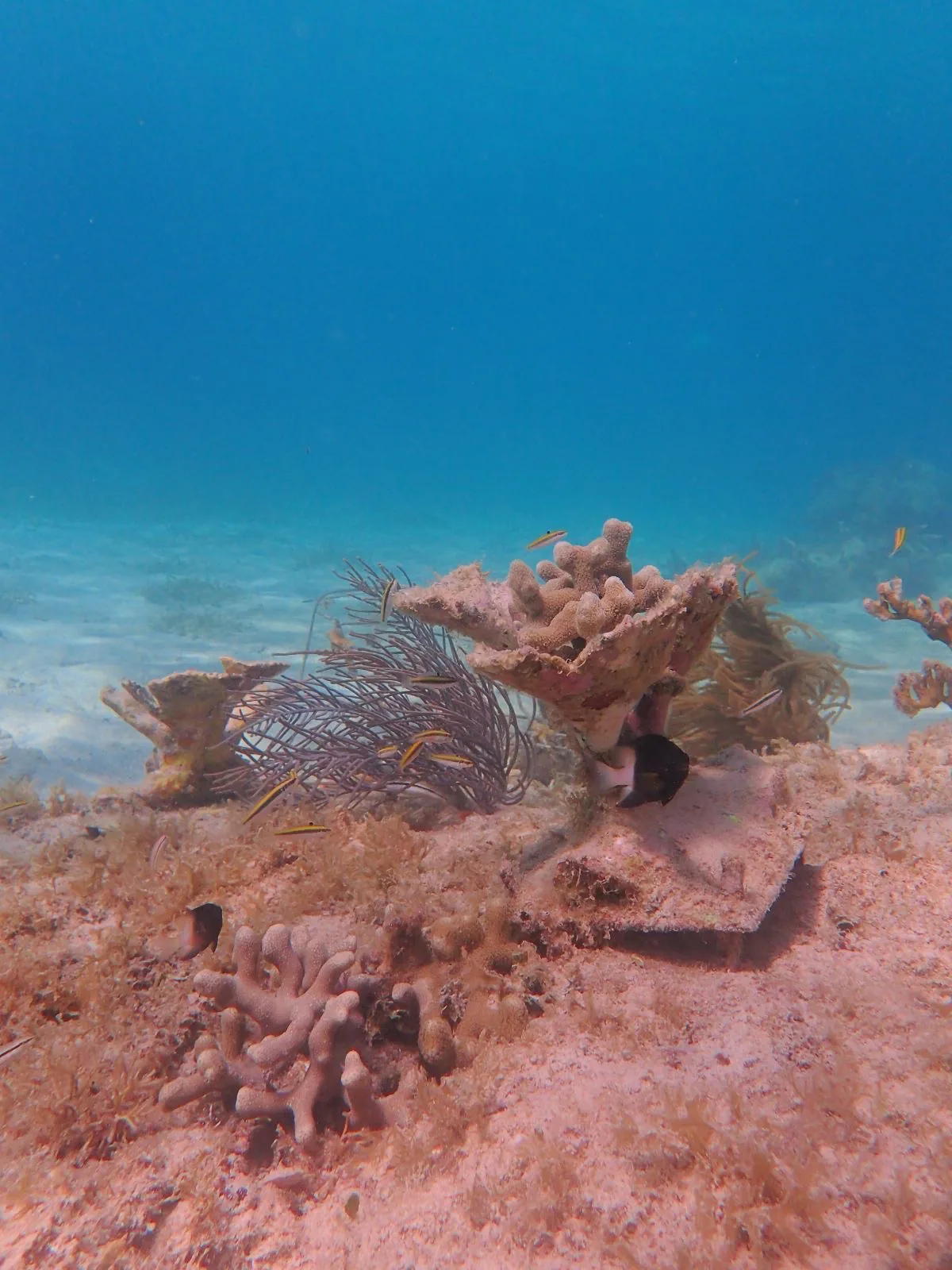 Reef 3D Project photo 18