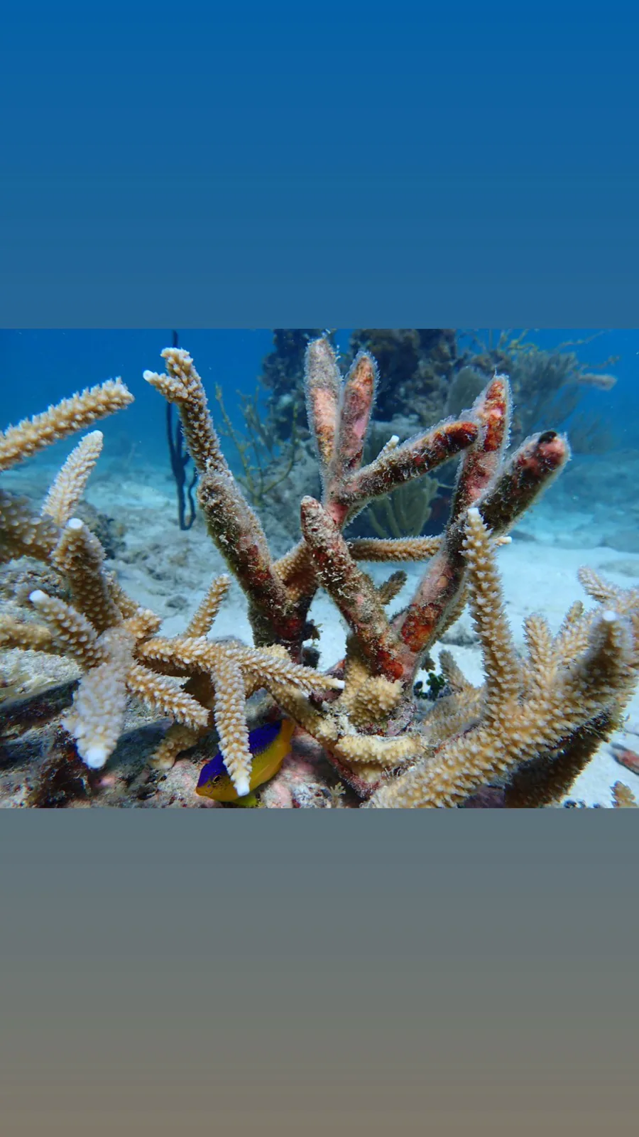 Reef 3D Project photo 20