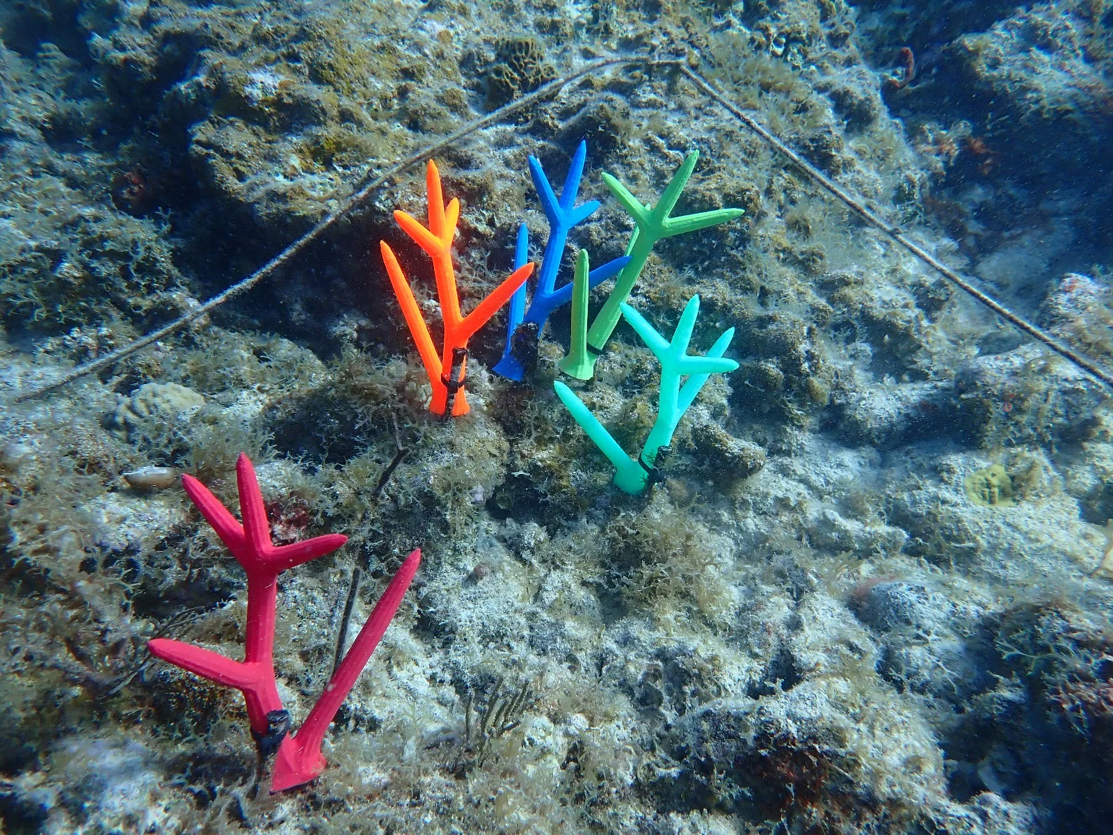 Reef 3D Project photo 22
