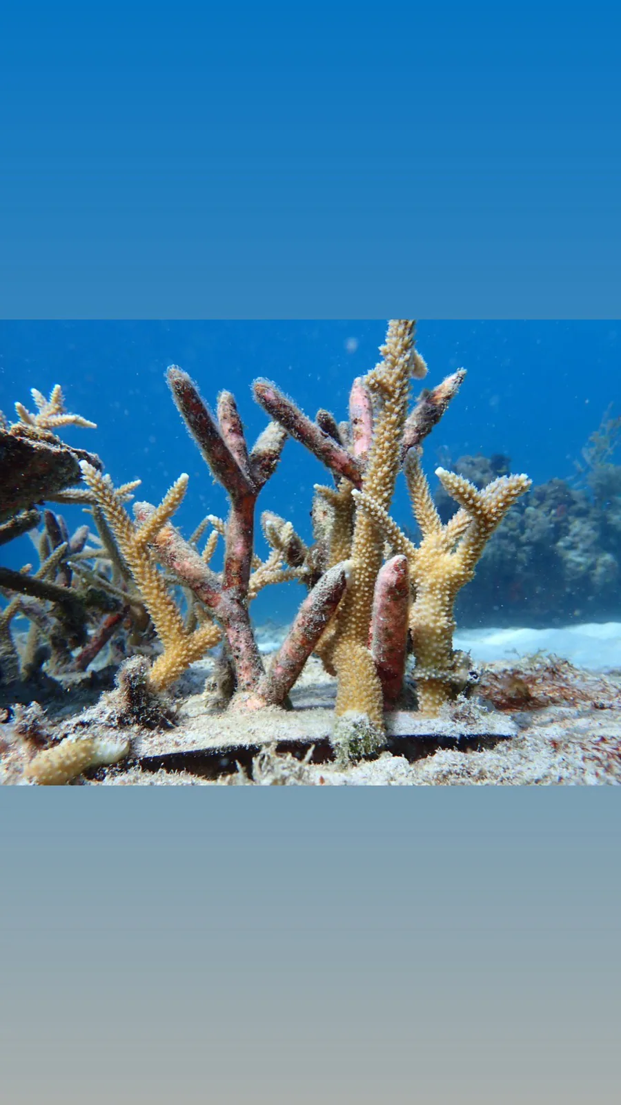 Reef 3D Project photo 23