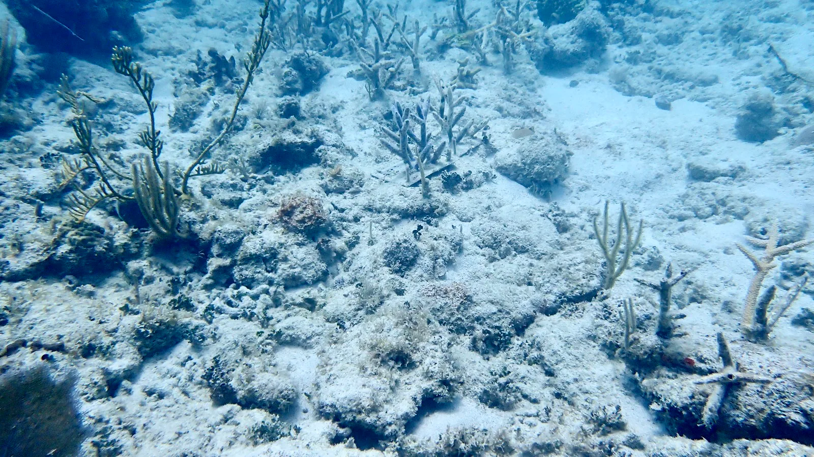 Reef 3D Project photo 24