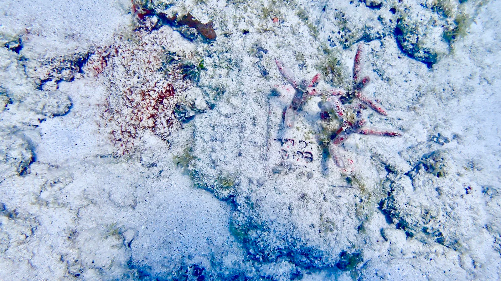 Reef 3D Project photo 4