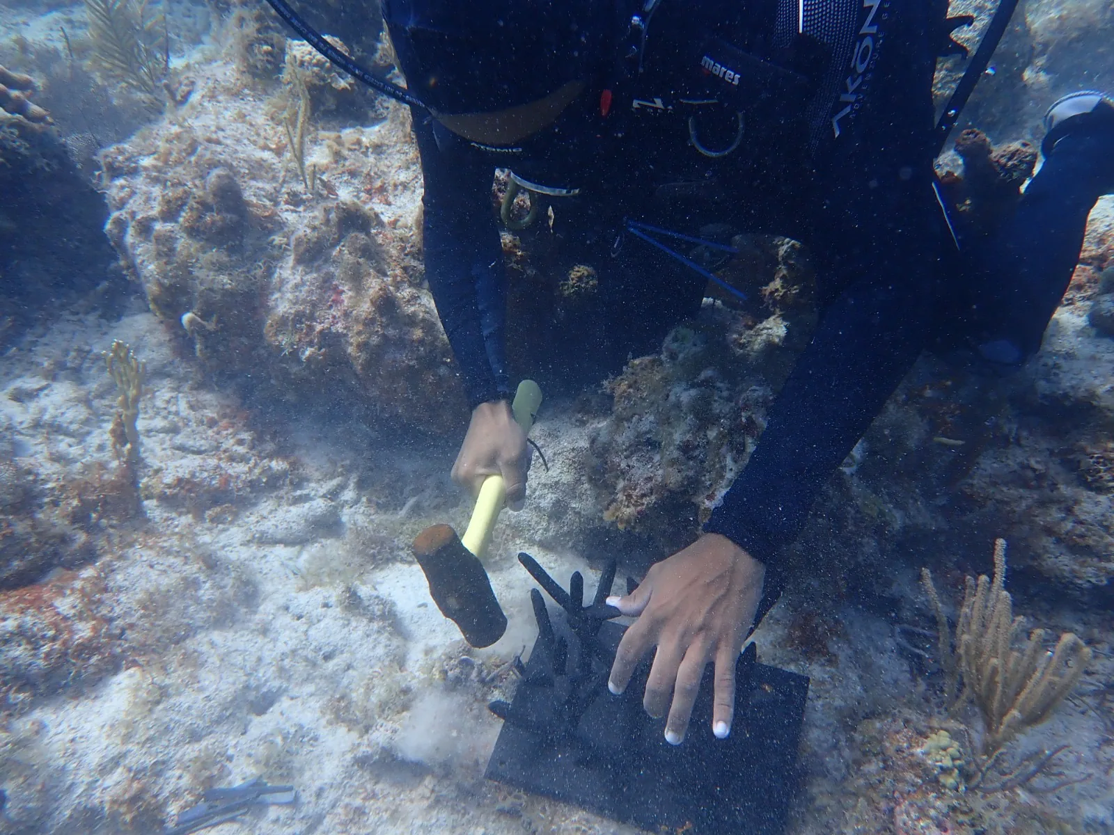 Reef 3D Project photo 5