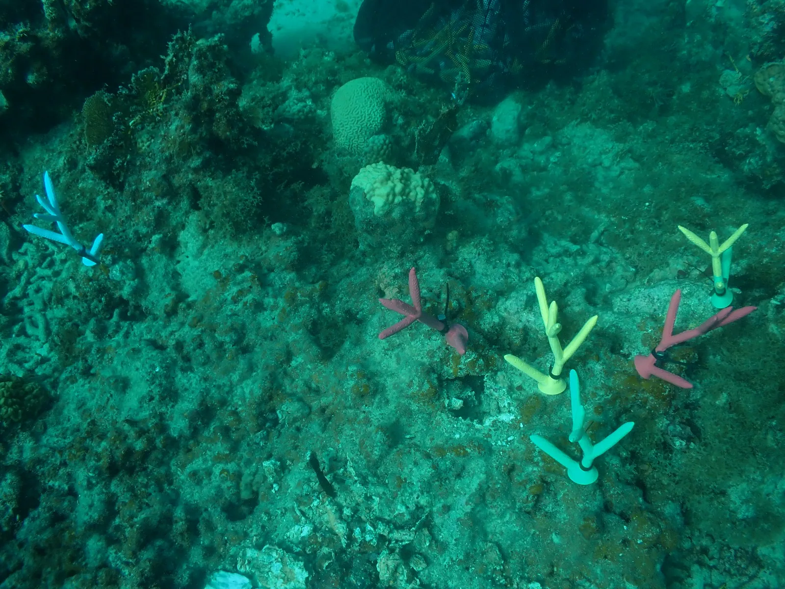 Reef 3D Project photo 6