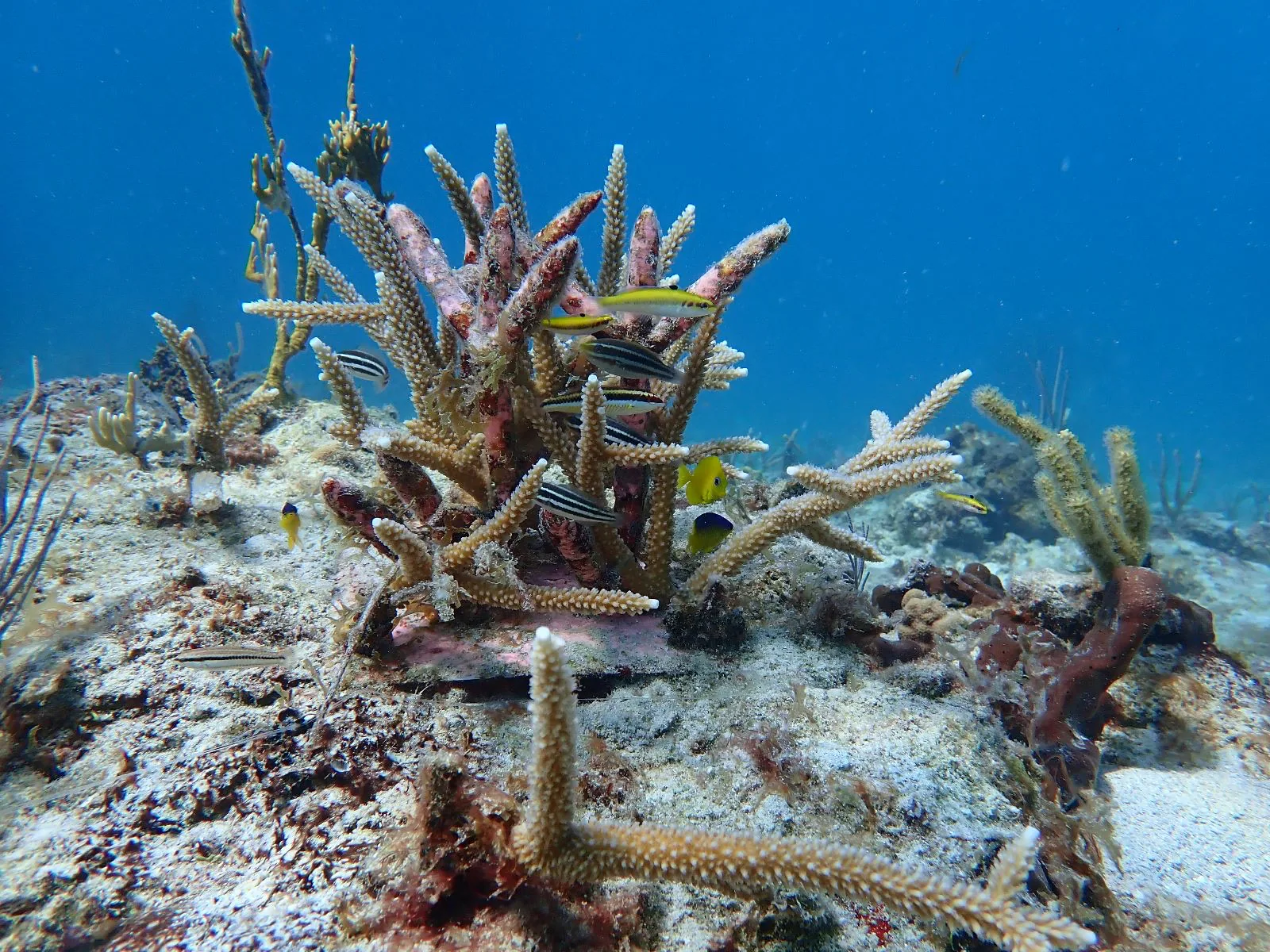 Reef 3D Project photo 7