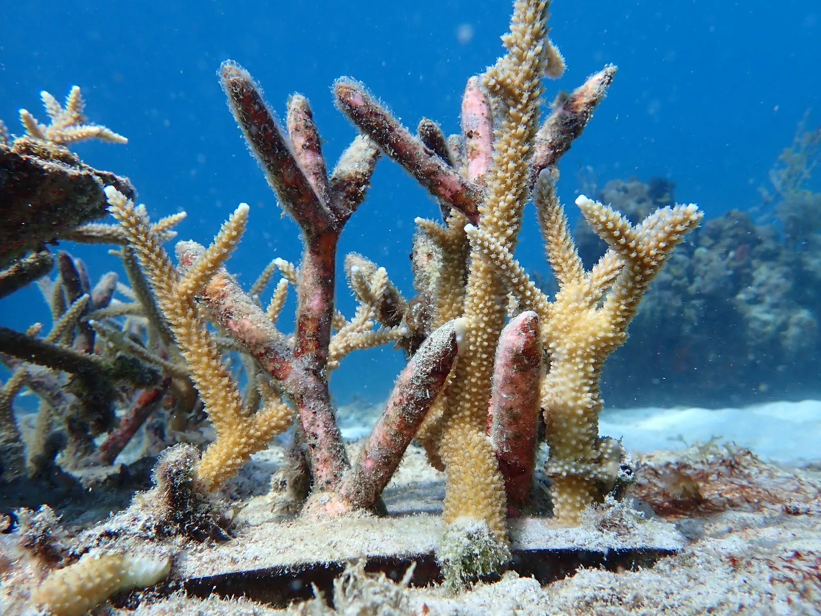 Reef 3D Project photo 8