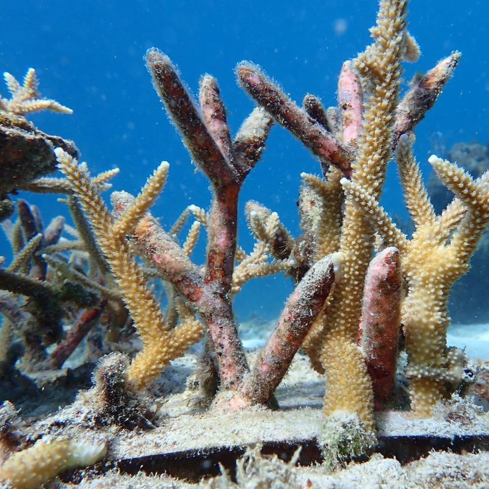 Coral restoration off Culebra, Puerto Rico