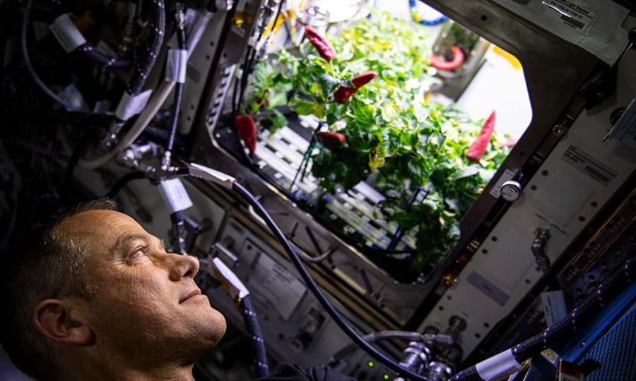 An astronaut tending chili peppers growing aboard the Space Station