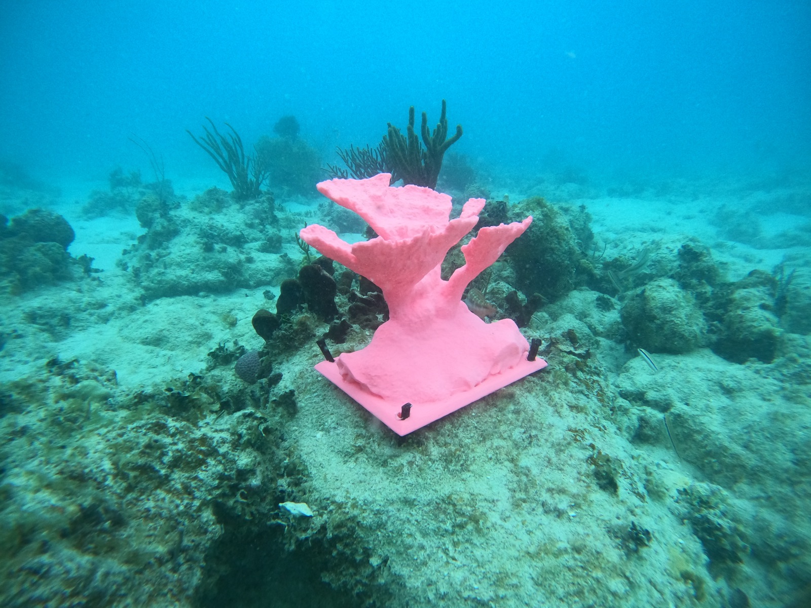 Reef 3D Project photo 100