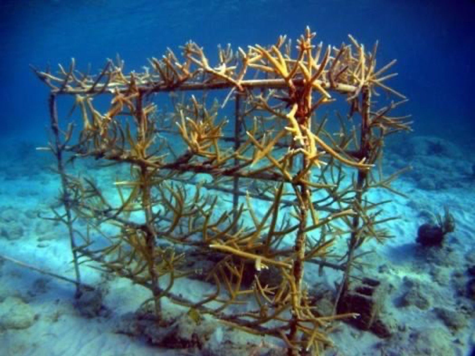 Reef 3D Project photo 108