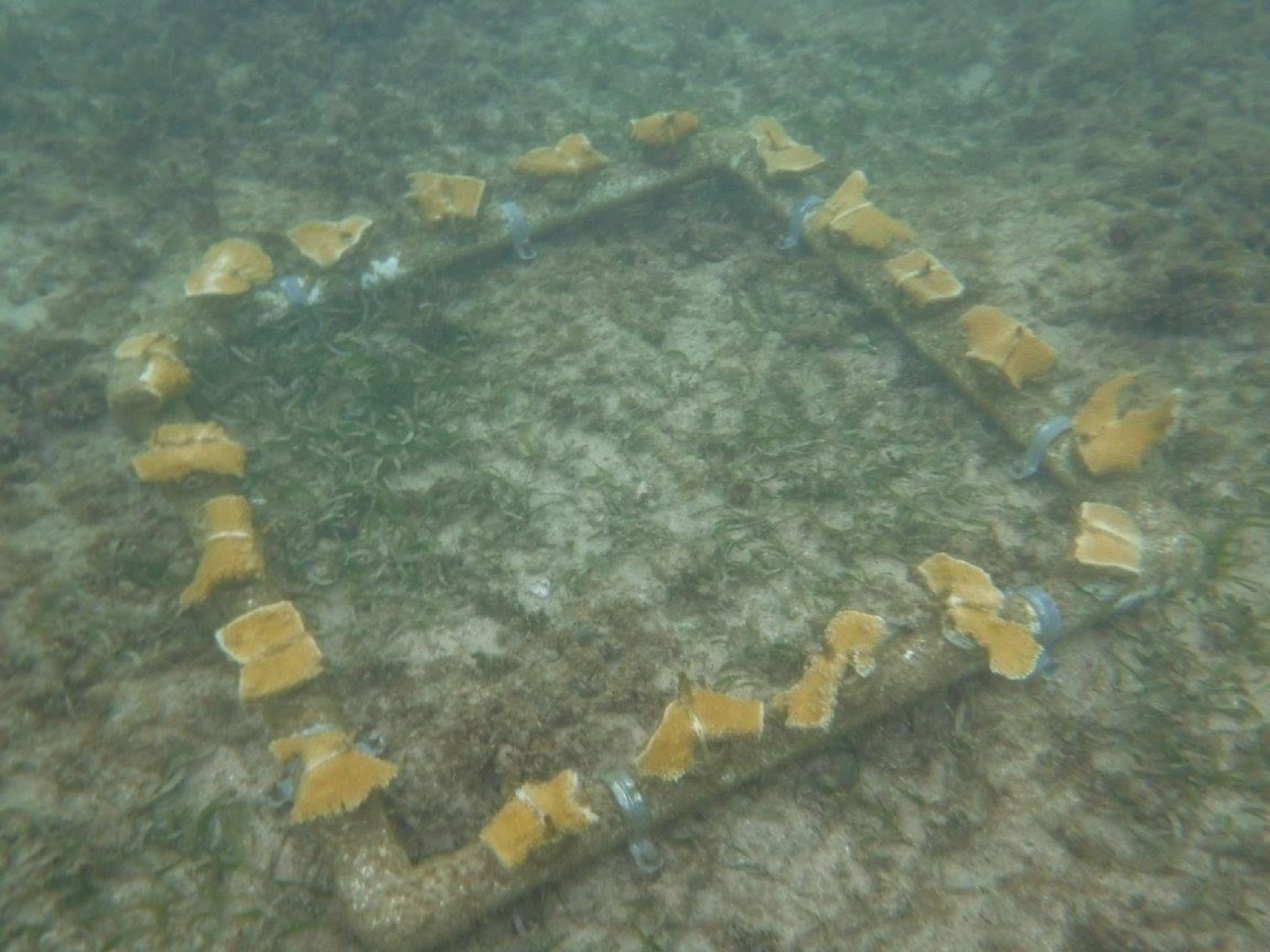 Reef 3D Project photo 109