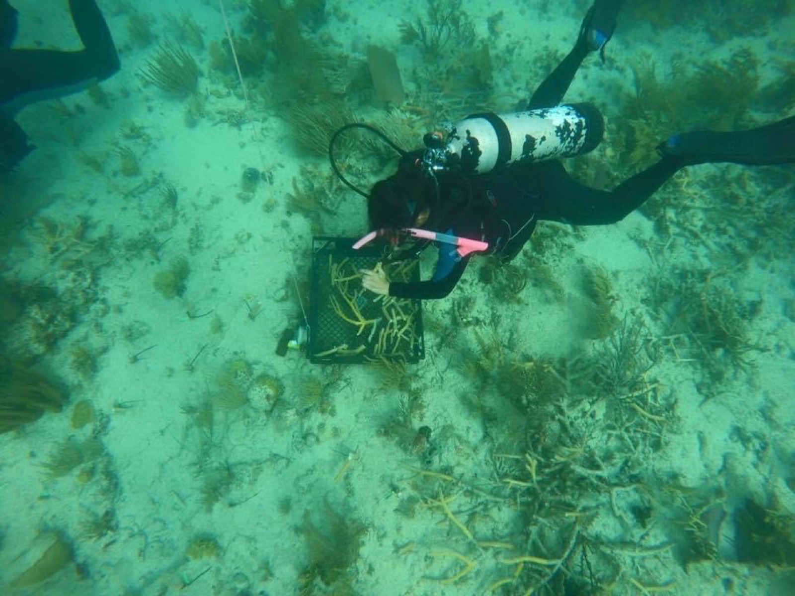 Reef 3D Project photo 110
