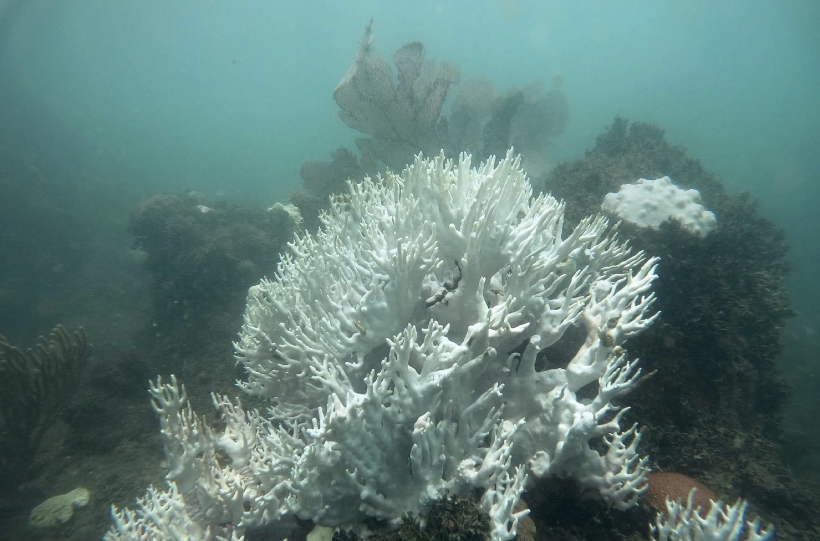 Reef 3D Project photo 111