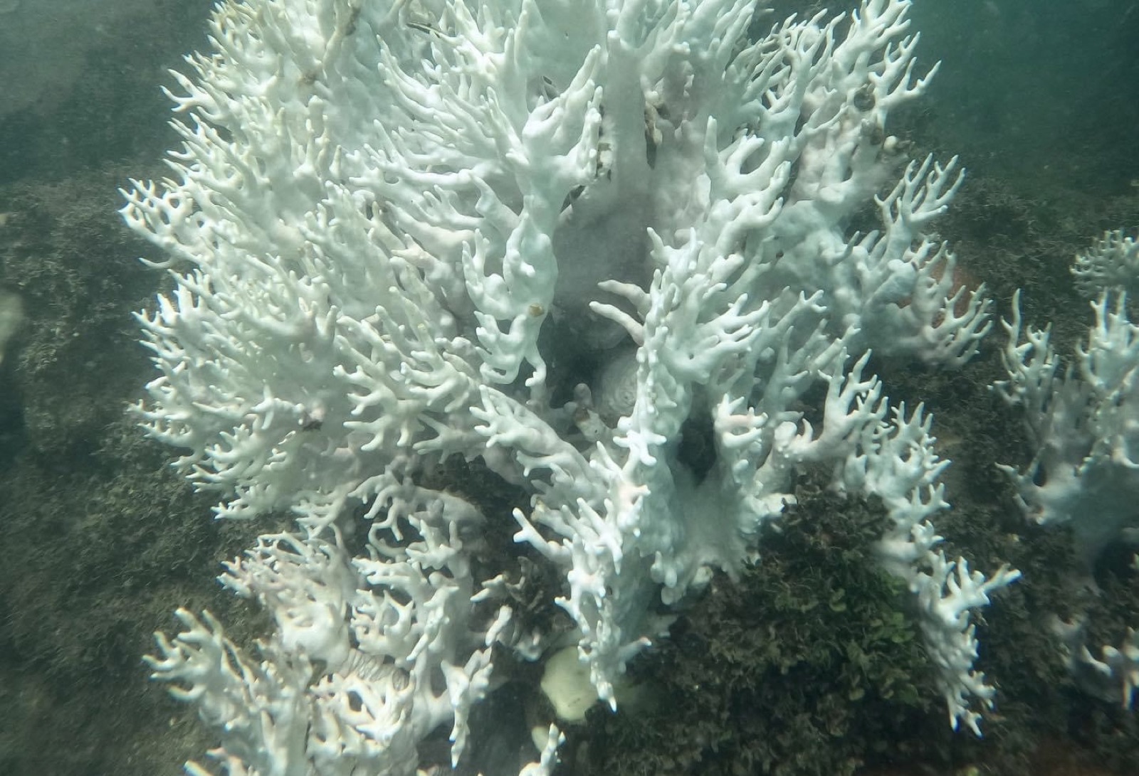 Reef 3D Project photo 112