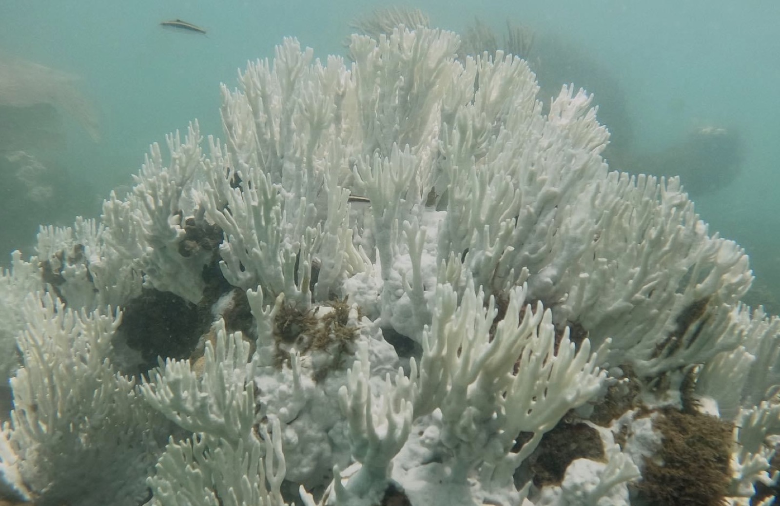 Reef 3D Project photo 113
