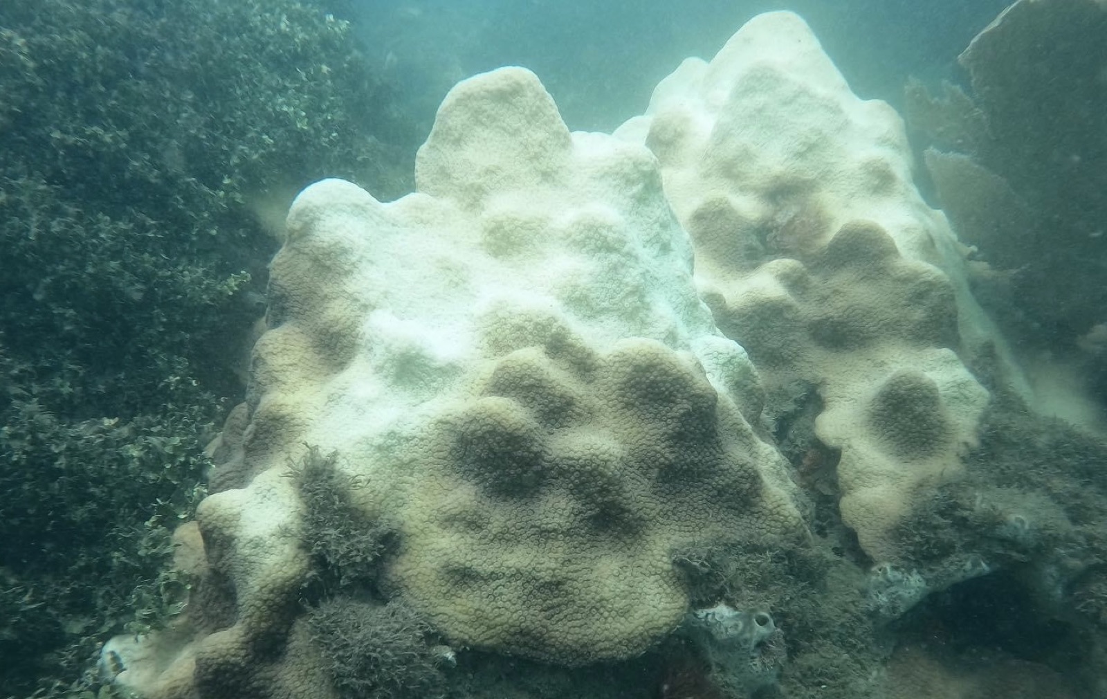 Reef 3D Project photo 114