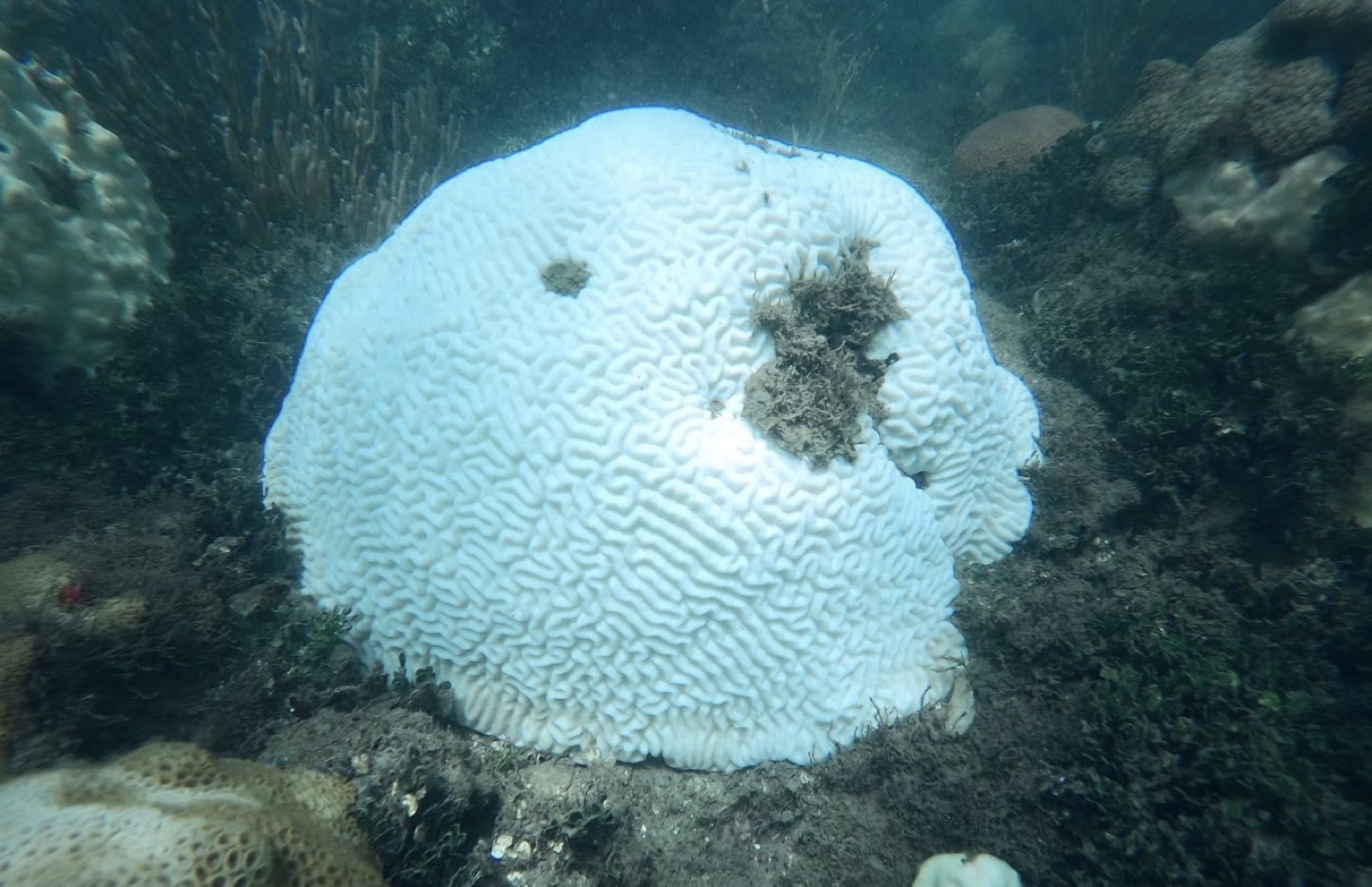 Reef 3D Project photo 115