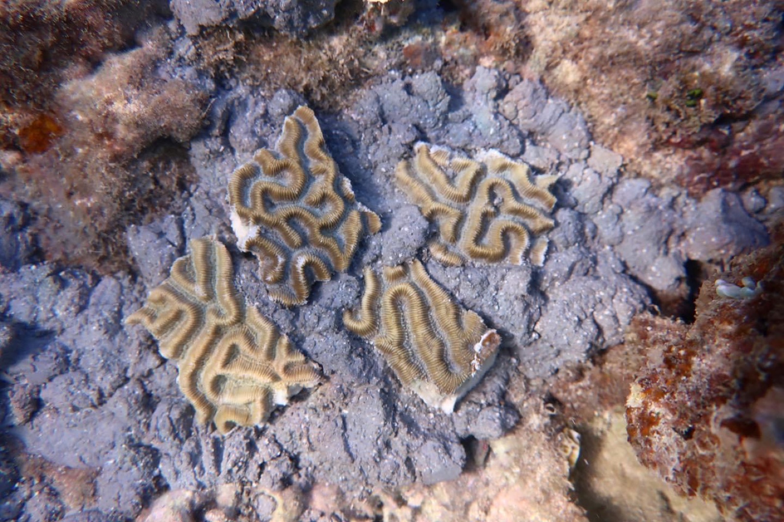 Reef 3D Project photo 118