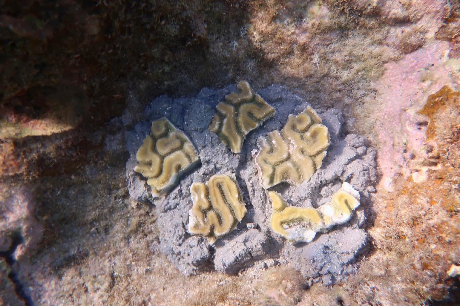 Reef 3D Project photo 119