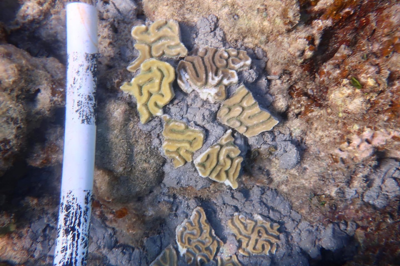 Reef 3D Project photo 120