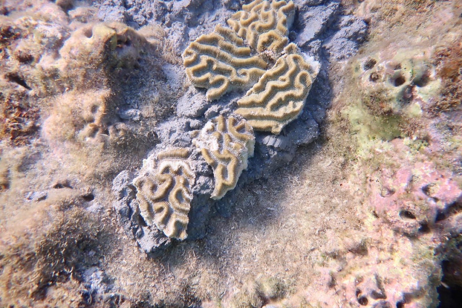 Reef 3D Project photo 121